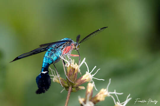 صورة Clystea rubipectus Schaus 1898