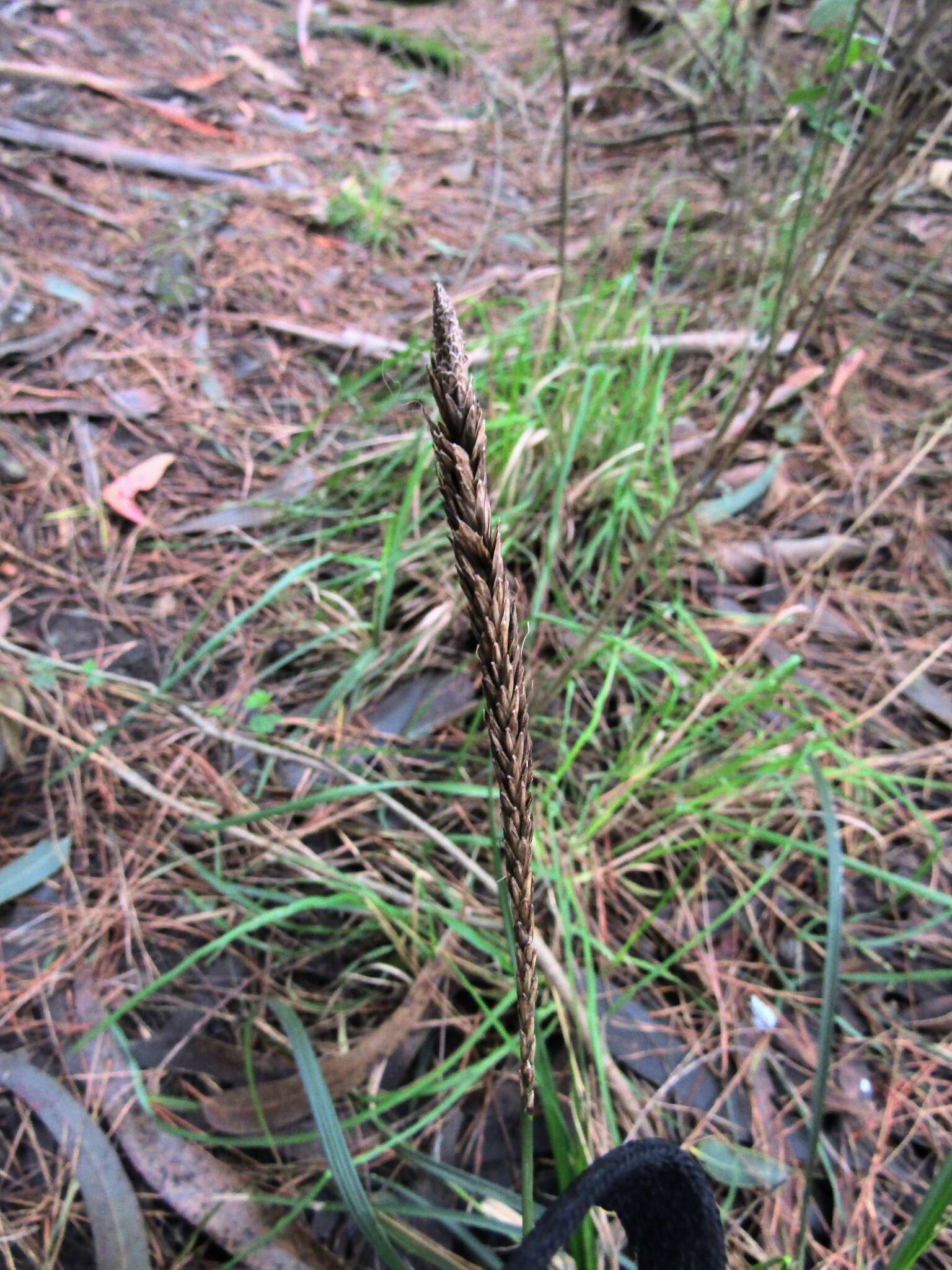 Image of Carex phleoides Cav.