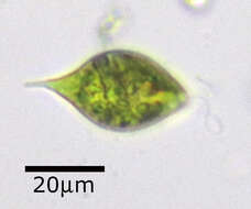 Image of Lepocinclis caudata