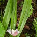 Image of Maxillaria roseola Christenson