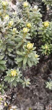 Image of Ozothamnus ledifolius (A. Cunn. ex DC.) Hook. fil.