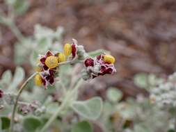 Image of Chenopodium curvispicatum P. G. Wilson