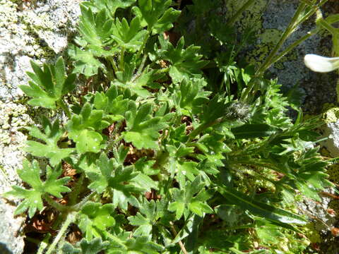 Sivun Saxifraga geranioides L. kuva