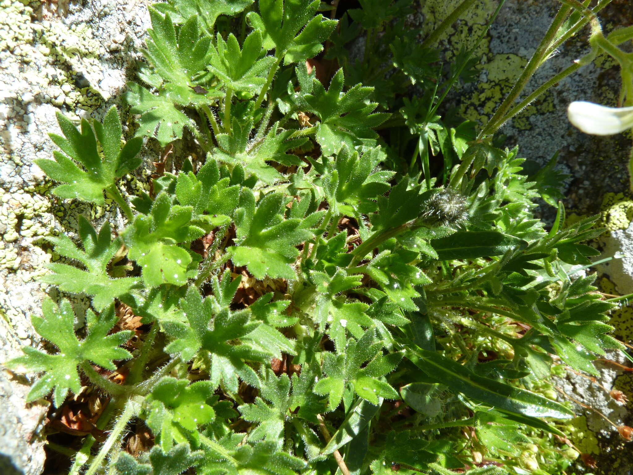 Imagem de Saxifraga geranioides L.