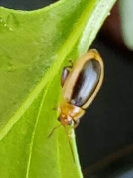 Image of Capraita thyamoides (Crotch 1873)