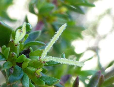 Sivun Anthospermum spathulatum subsp. spathulatum kuva