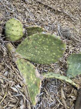 Imagem de Opuntia pyrocarpa Griffiths