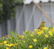 Image of Brimstone Canary