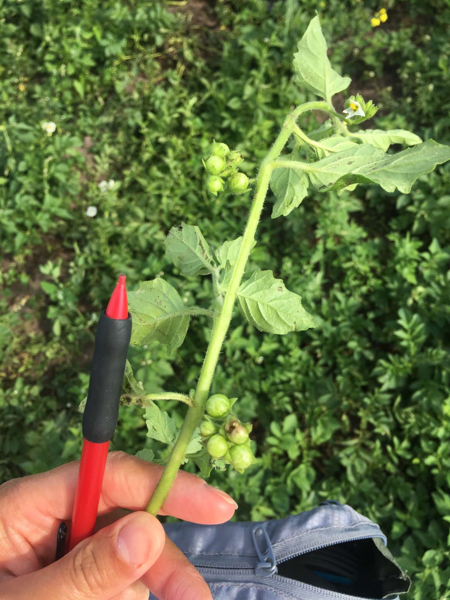 Image of hoe nightshade
