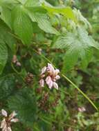 Слика од Phlomoides umbrosa (Turcz.) Kamelin & Makhm.