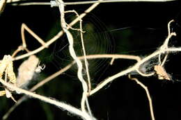 Image of Trellis-vine