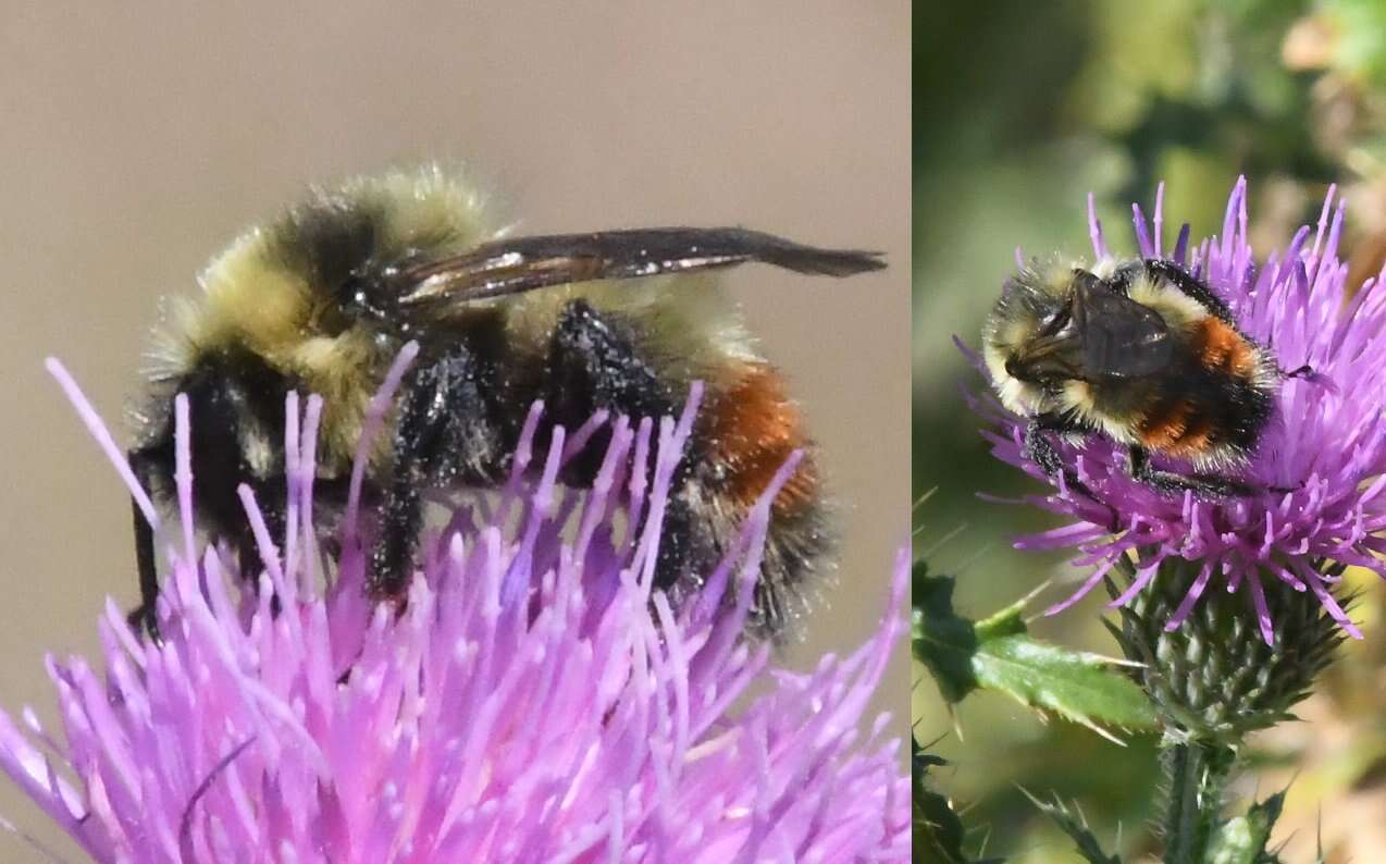 Слика од Bombus rufocinctus Cresson 1864