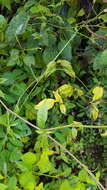 Image of Plumbago pulchella Boiss.