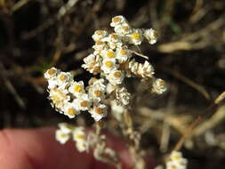 Sivun Helichrysum indicum (L.) Grierson kuva