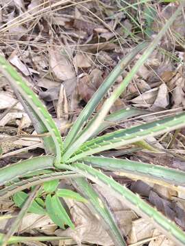 Bromelia exigua Mez的圖片