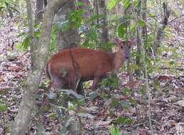 Image of Barking Deer