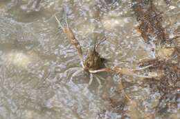 Image of White River Crayfish