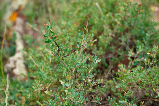 Image of Atraphaxis pungens (M. Bieb.) Jaub. & Spach