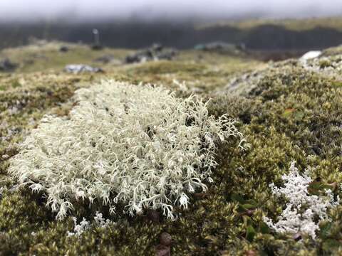 Image of reindeer lichen