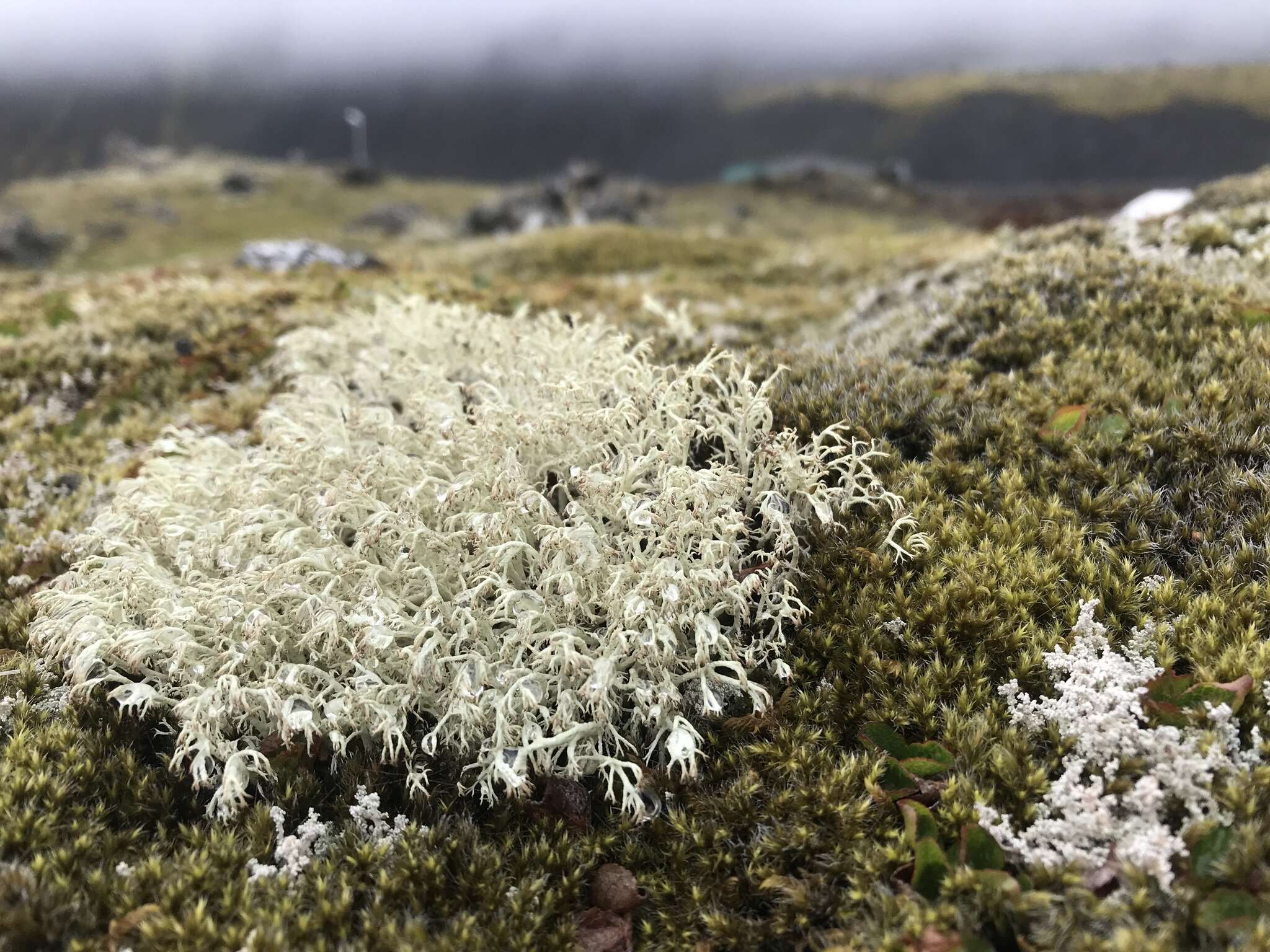 Image de Cladonia arbuscula (Wallr.) Flot.