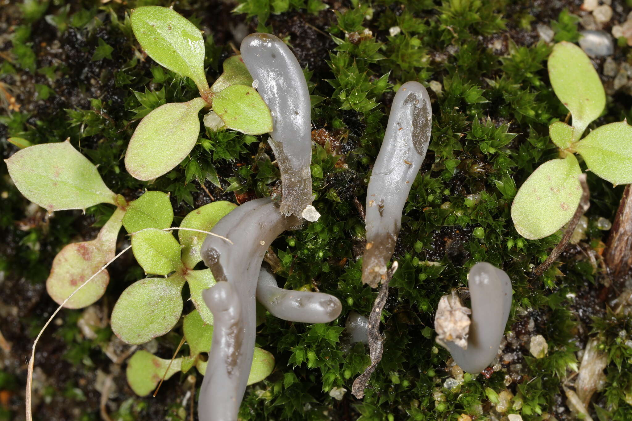 صورة Clavaria greletii Boud. 1917