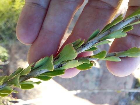 Image of Euryops dentatus B. Nordenst.