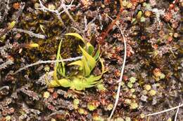 Image of Harperocallis falcata (Ruiz & Pav.) L. M. Campb. & Dorr