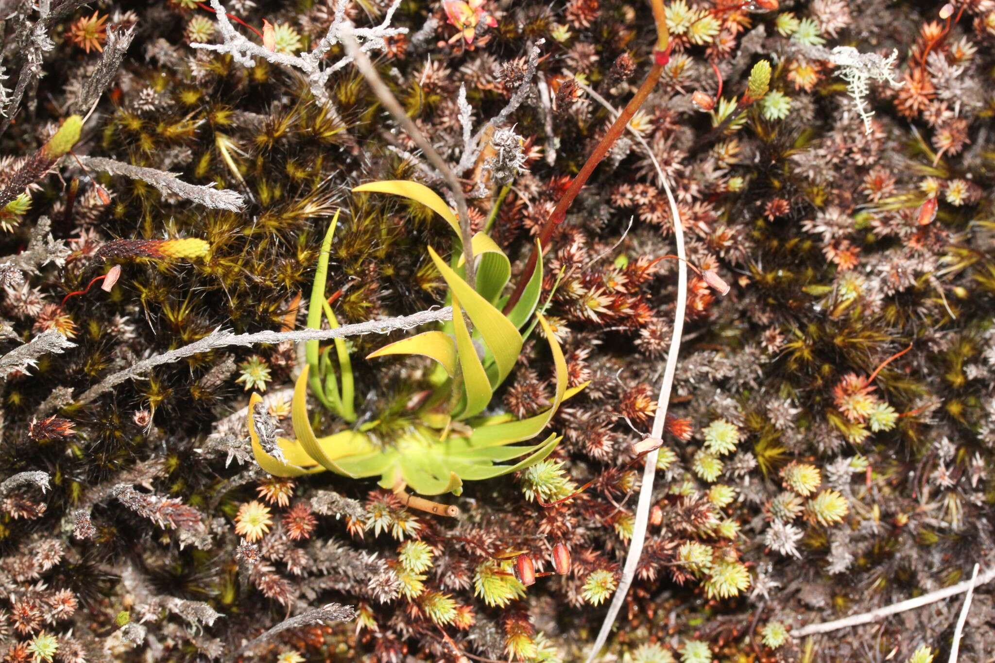 Image of Harperocallis falcata (Ruiz & Pav.) L. M. Campb. & Dorr