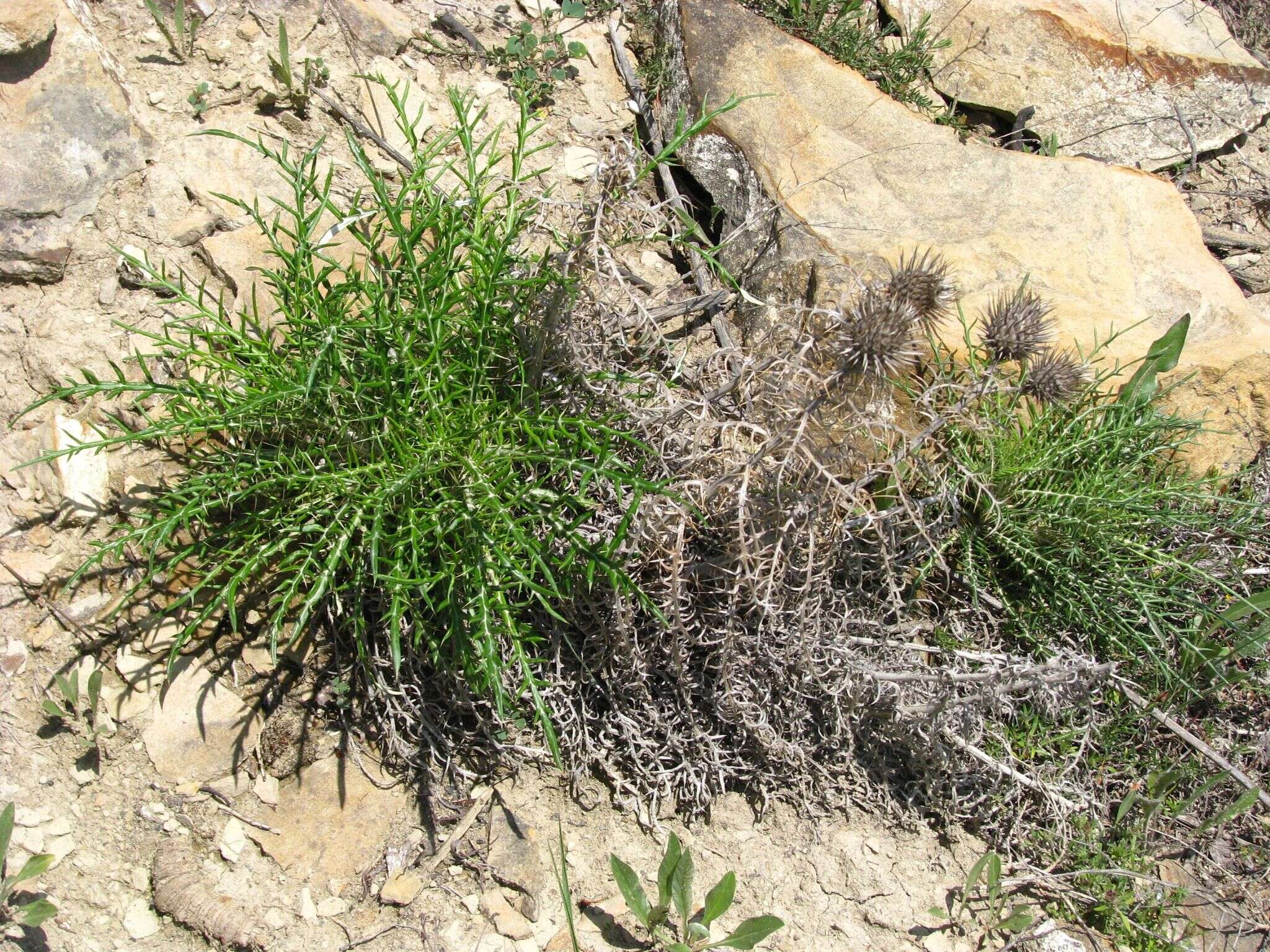 Image de Ptilostemon echinocephalus (Willd.) Greuter