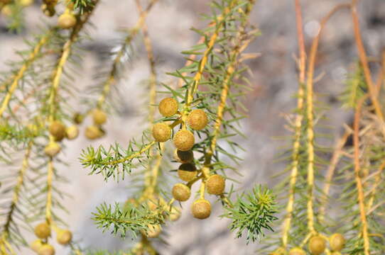 Image of Baccharis aliena (Spreng.) Joch. Müll.