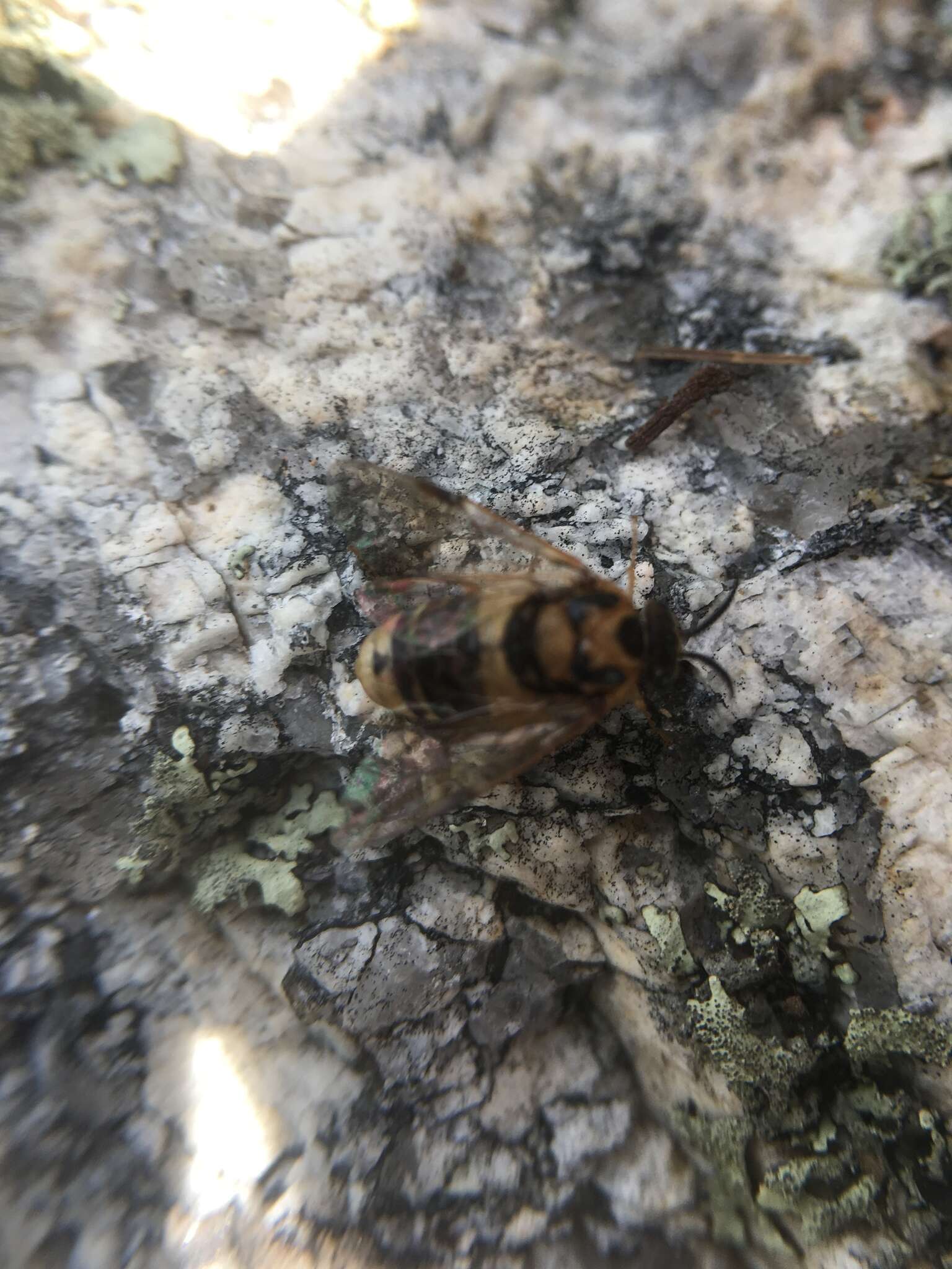 Image of Introduced Pine Sawfly