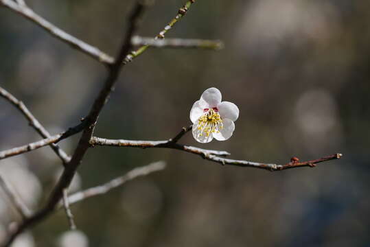 Image of Chinese plum