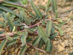 Image of Chamaecrista garambiensis (Hosok.) H. Ohashi, Tateishi & T. Nemoto