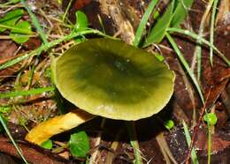 Image of Cortinarius austrovenetus Cleland 1928