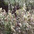 Image of Barleria longiflora L. fil.