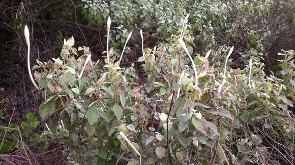 Imagem de Barleria longiflora L. fil.