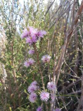 Image of Melaleuca squamea Labill.