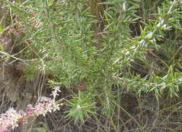 Image of Pointy Blombush