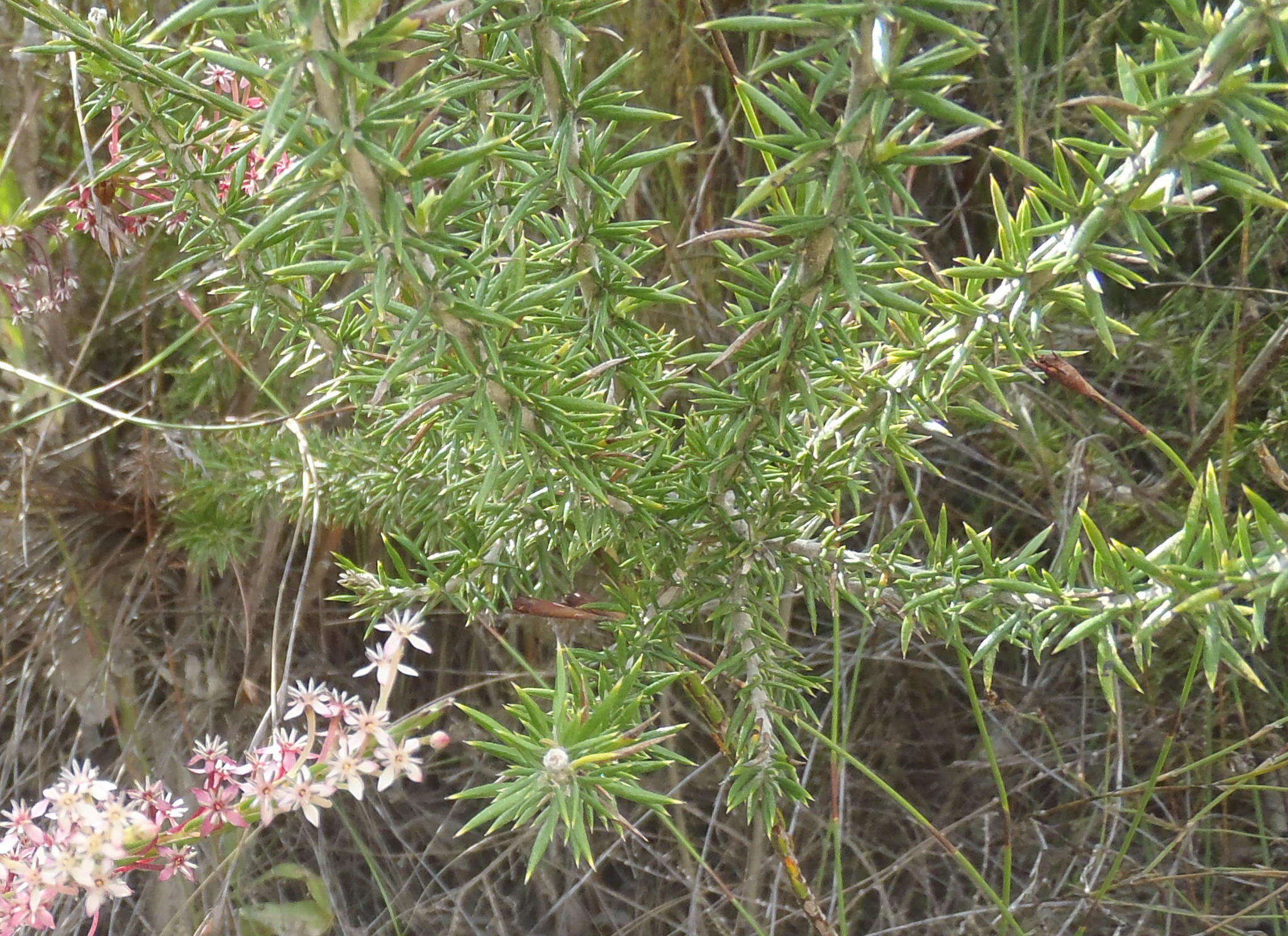 Image of Pointy Blombush