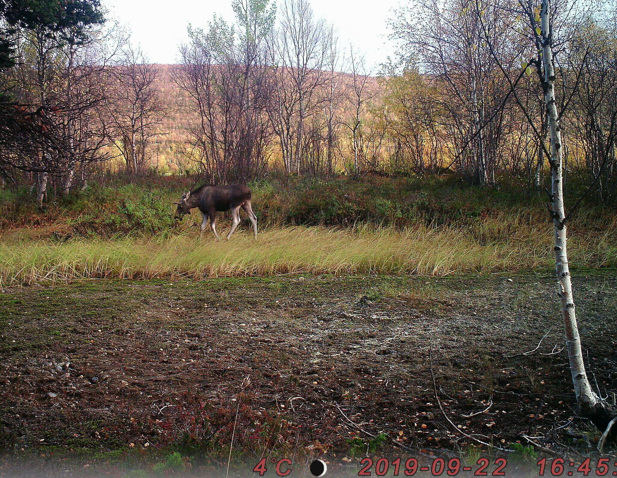 Image of Elk