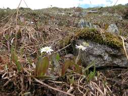 Image de Endocellion sibiricum (J. F. Gmel.) Toman