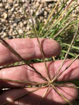 صورة Enteropogon acicularis (Lindl.) Lazarides