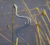 Image of Thamnophis atratus zaxanthus Boundy 1999