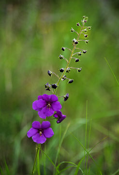 Image of purple mullein