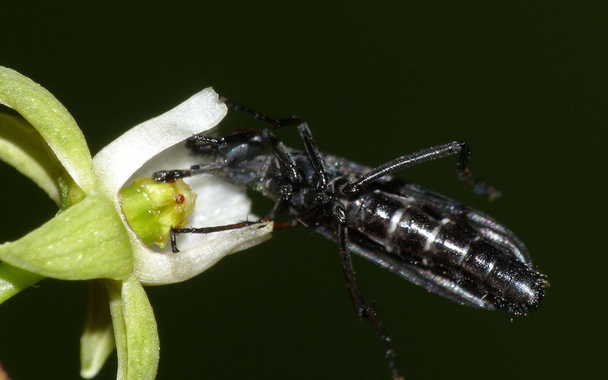 Image of Braunsophila nubeculipennis Krober 1931