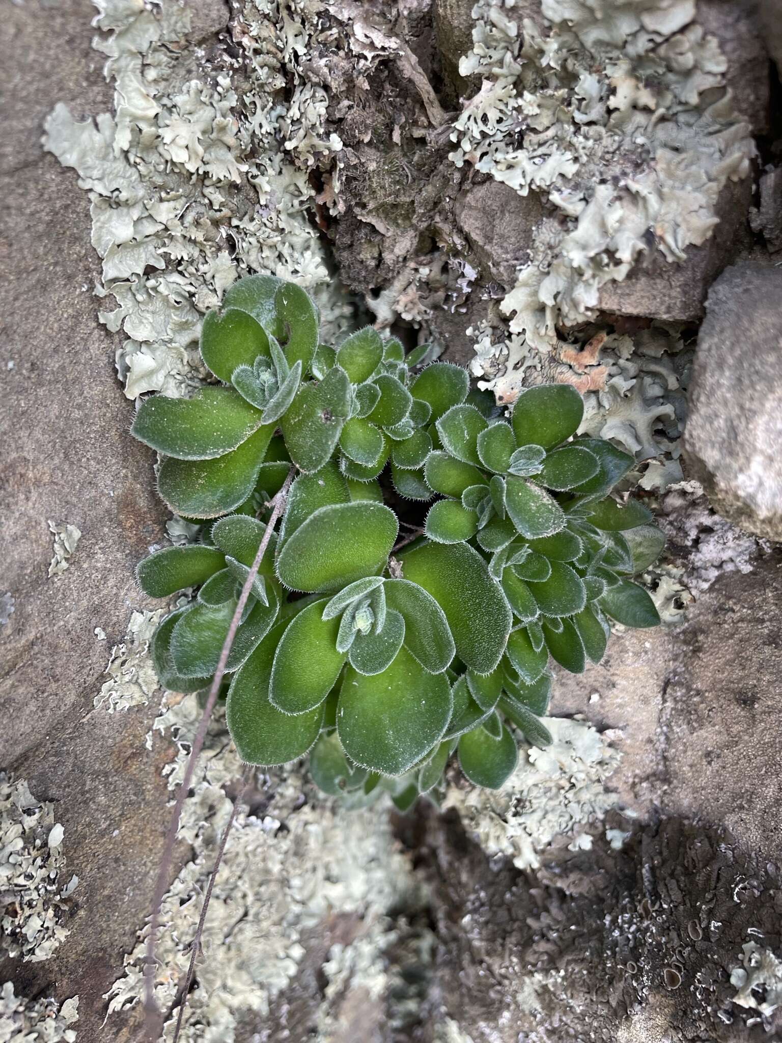 Image of Crassula tomentosa var. glabrifolia (Harv.) G. D. Rowley