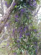 Image of Australian lilac vine