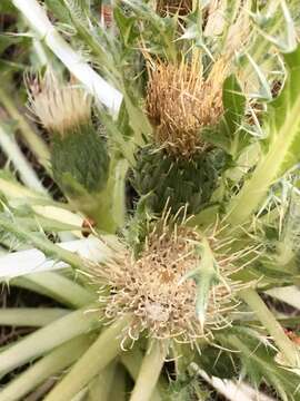 Image of Cirsium scariosum var. americanum (A. Gray) D. J. Keil