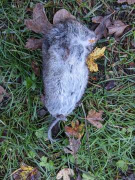 Image of Townsend's Vole