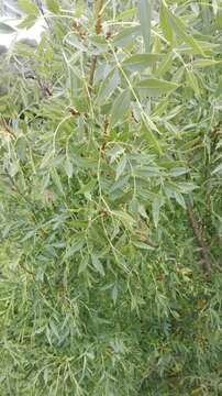 Image of Narrow-leafed Ash